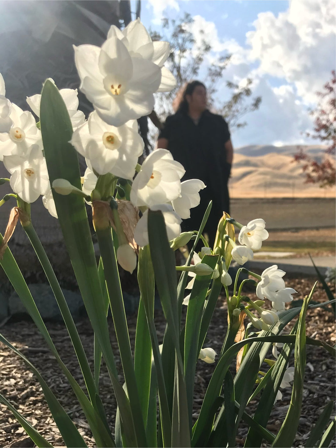 Daffodilly Success Spell Oil Bruja Perfume Lab