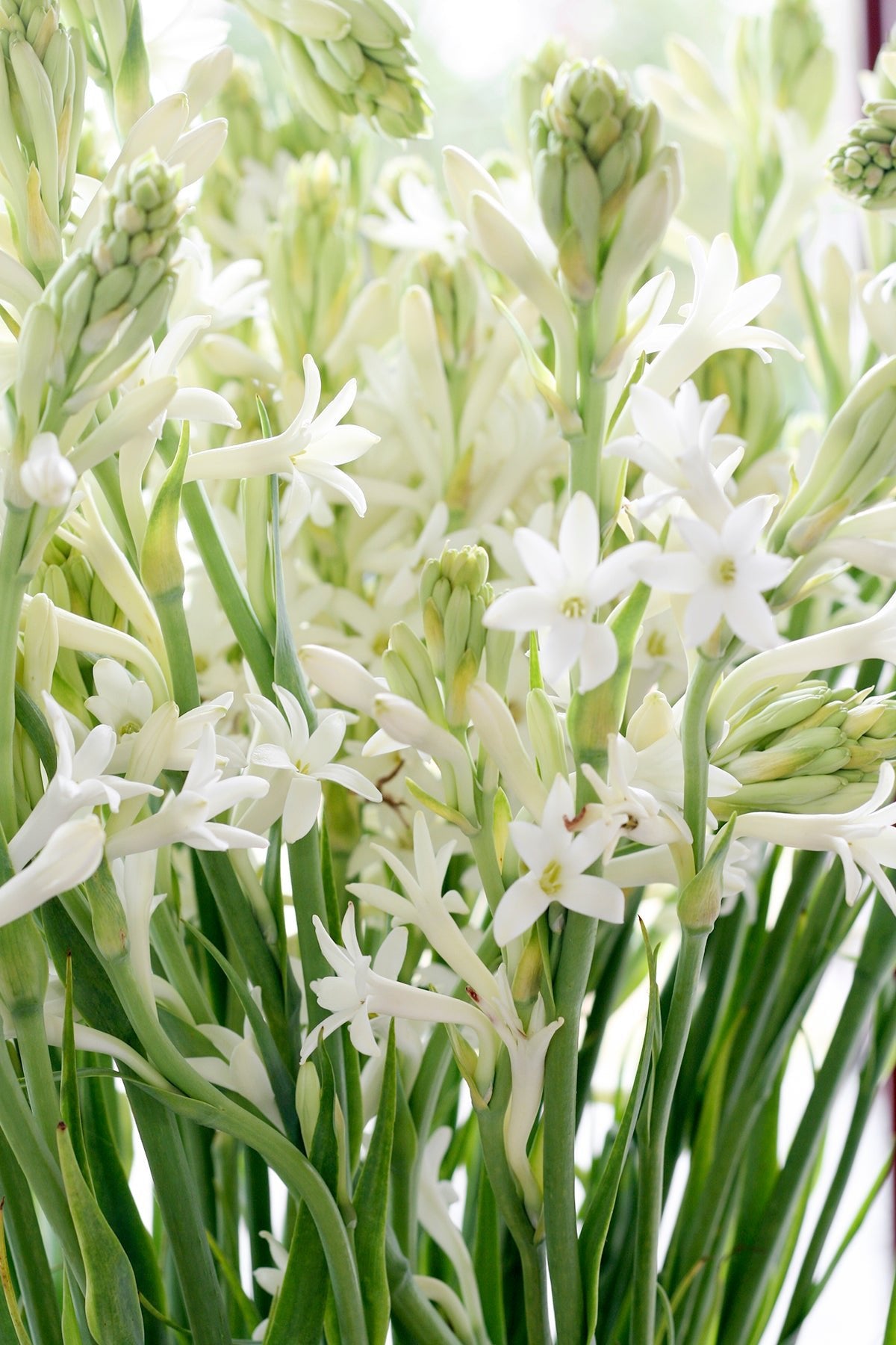 Dama de la Noche Love Ritual Oil - Bruja Perfume Lab