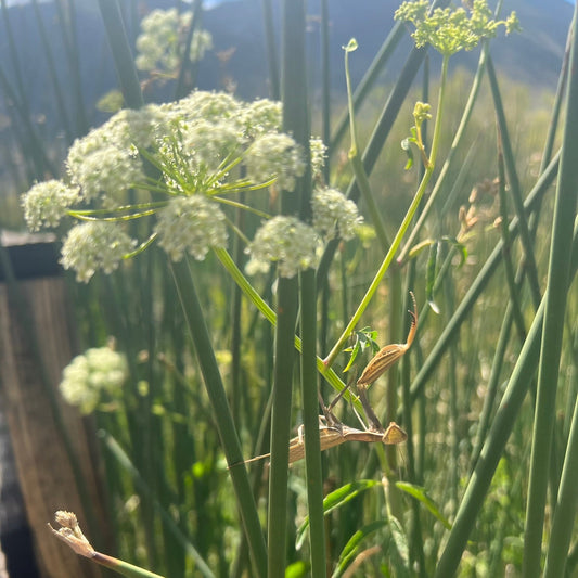 Hemlock Honey - Bruja Perfume Lab
